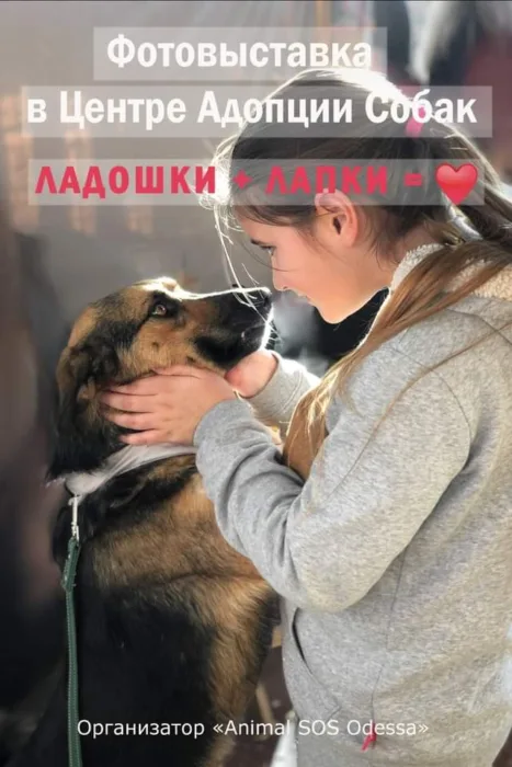 фотовыставка в центре адопции "ладошки+лапки="