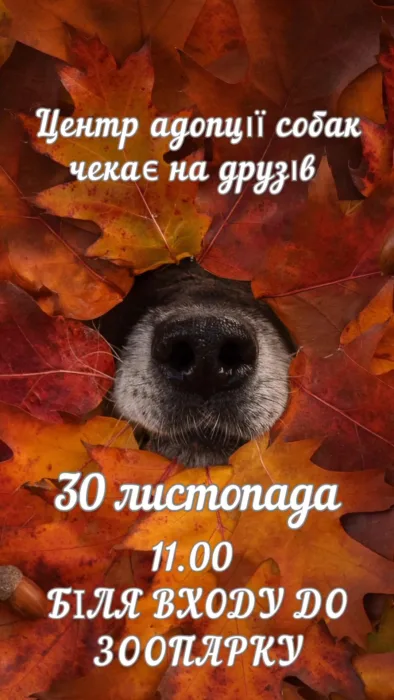 центр адопції собак чекає на друзів 🐾+👋