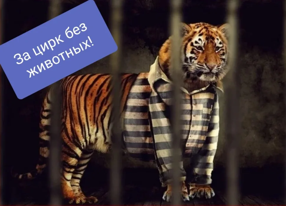 "цирк без животных закон должен работать !"