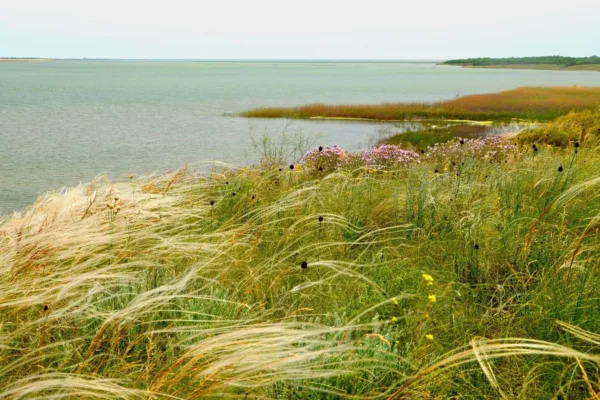 🌊 Тузловські Лимани — унікальна природна пам’ятка біля Одеси