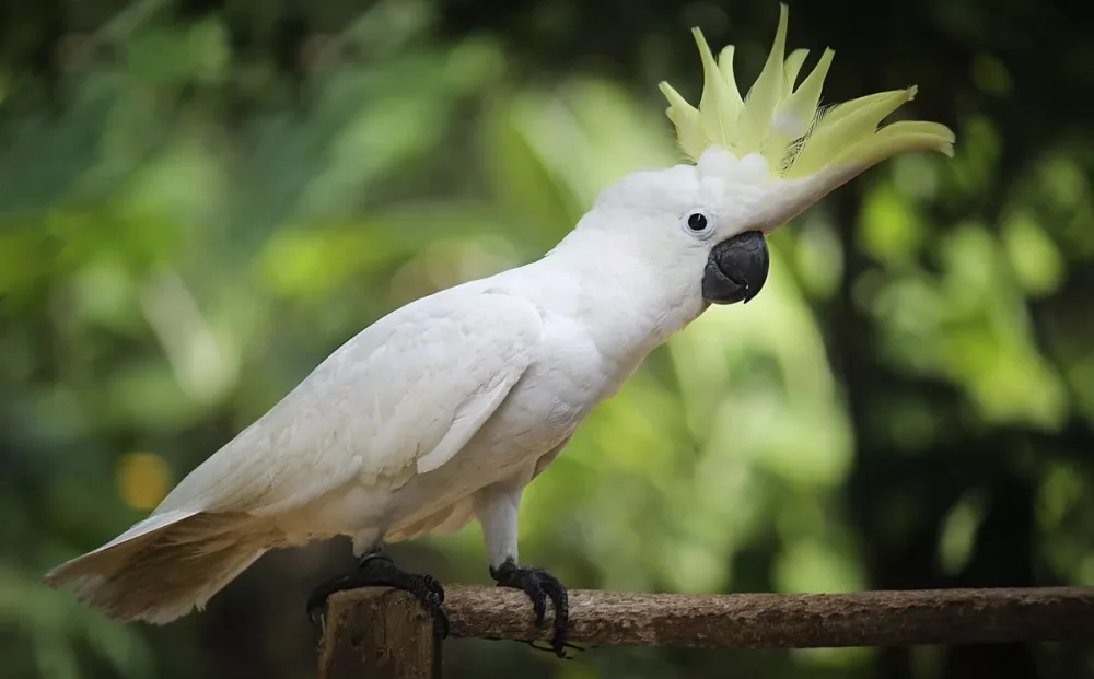 🦜 Уход за Какаду: Полный Гид для Опытных Владельцев