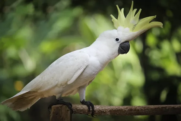 🦜 Уход за Какаду: Полный Гид для Опытных Владельцев